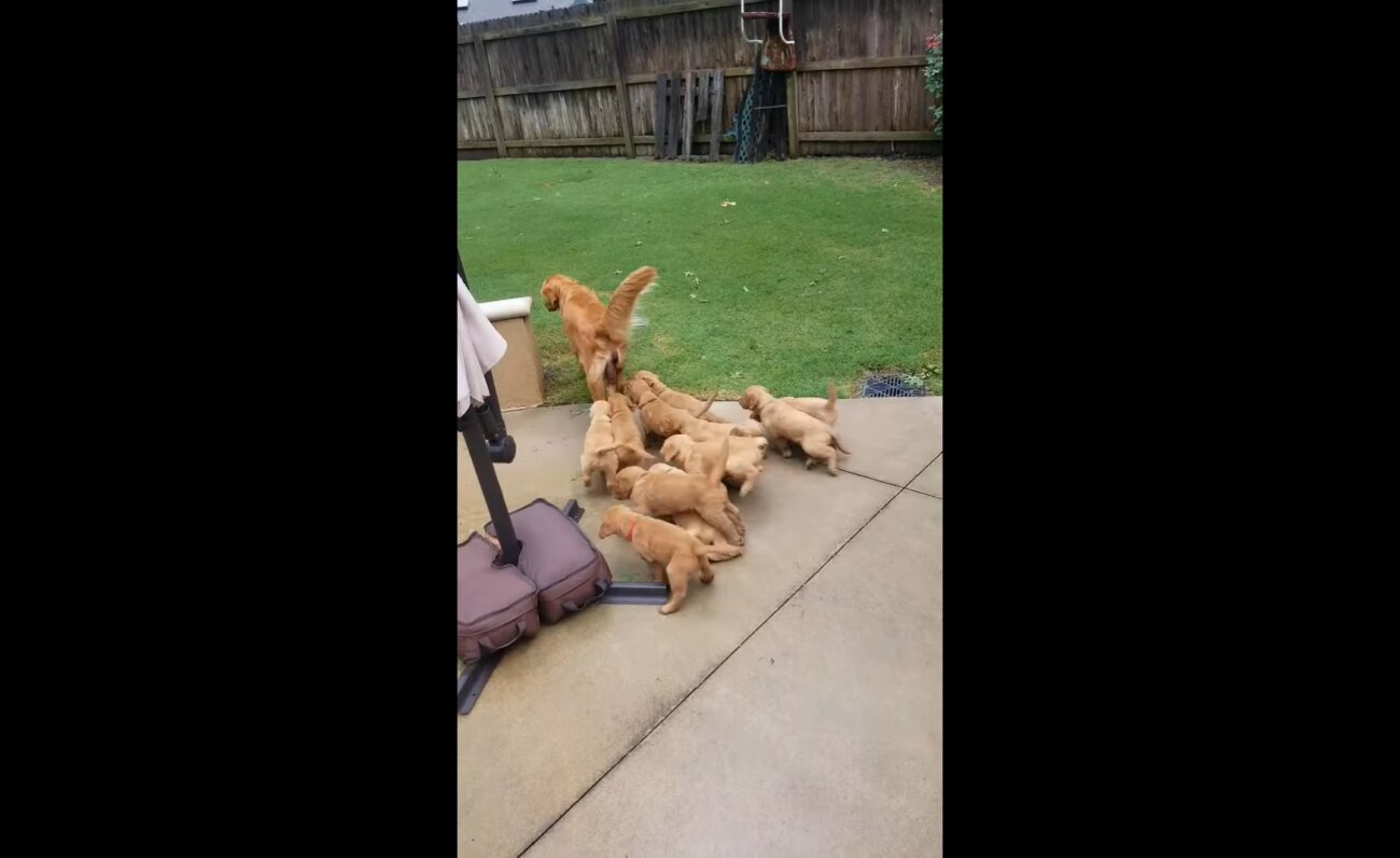 ゴールデンレトリーバー,動画