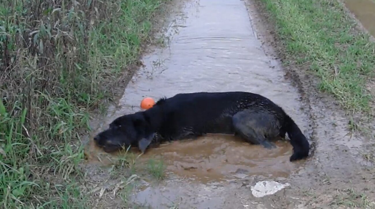 ラブラドールレトリーバー,動画