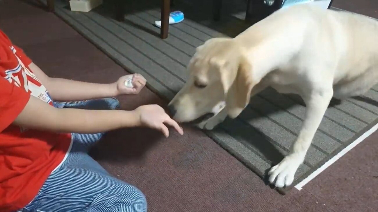 ラブラドールレトリーバー,動画