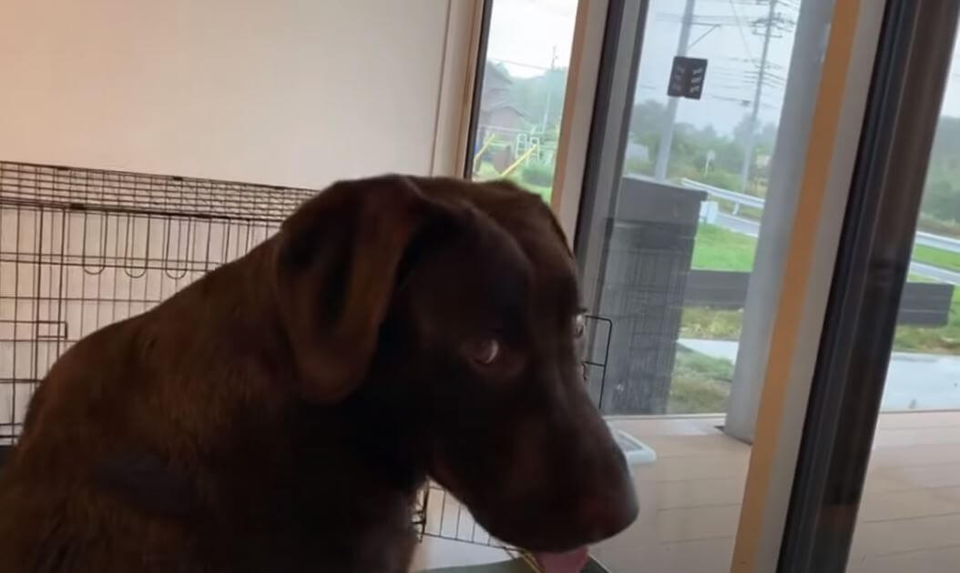 ラブラドールレトリーバー,動画