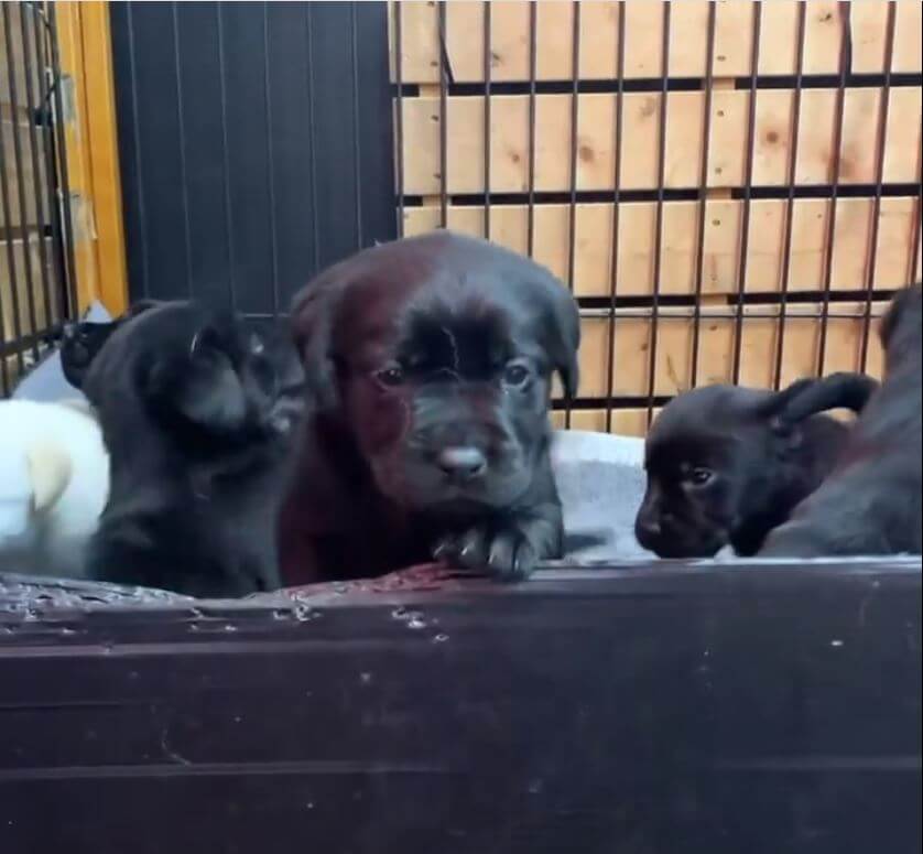 ラブラドールレトリーバー,動画