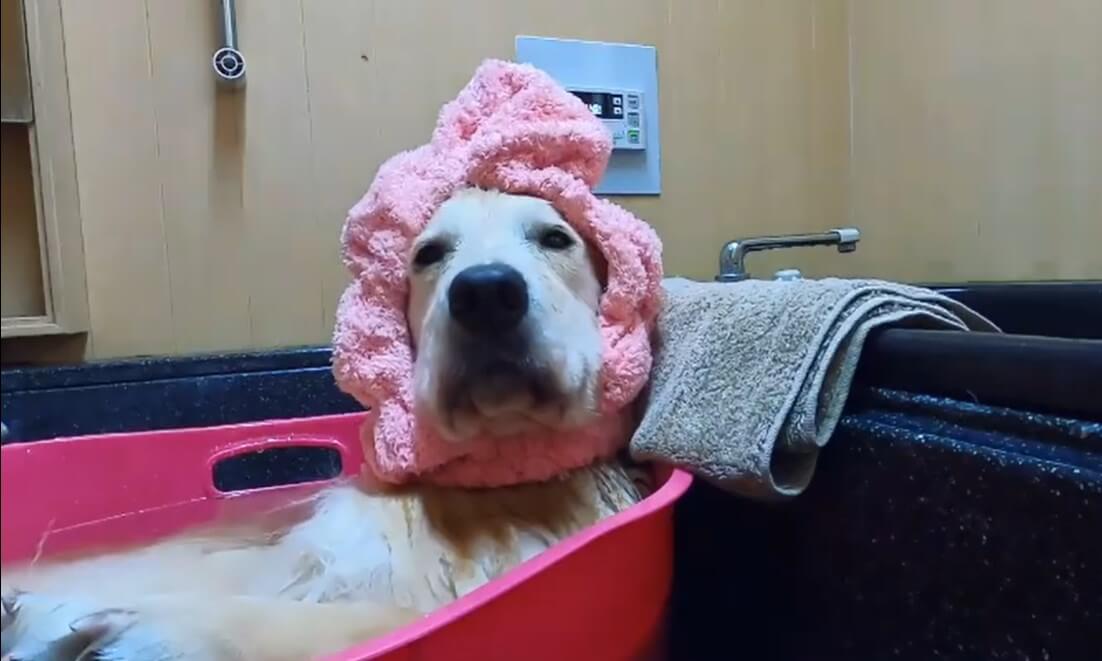 ゴールデンレトリーバー,動画