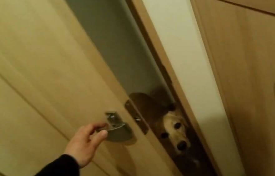 ラブラドールレトリーバー,動画