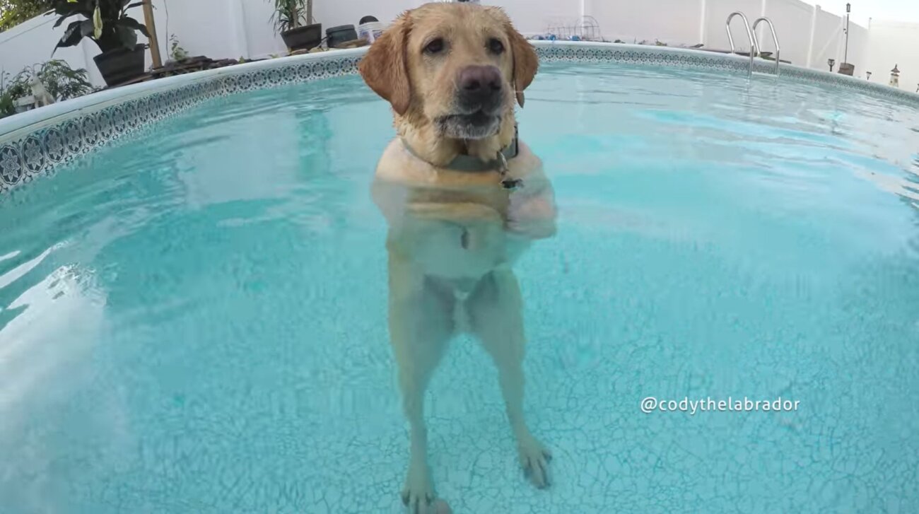 ラブラドールレトリーバー,動画