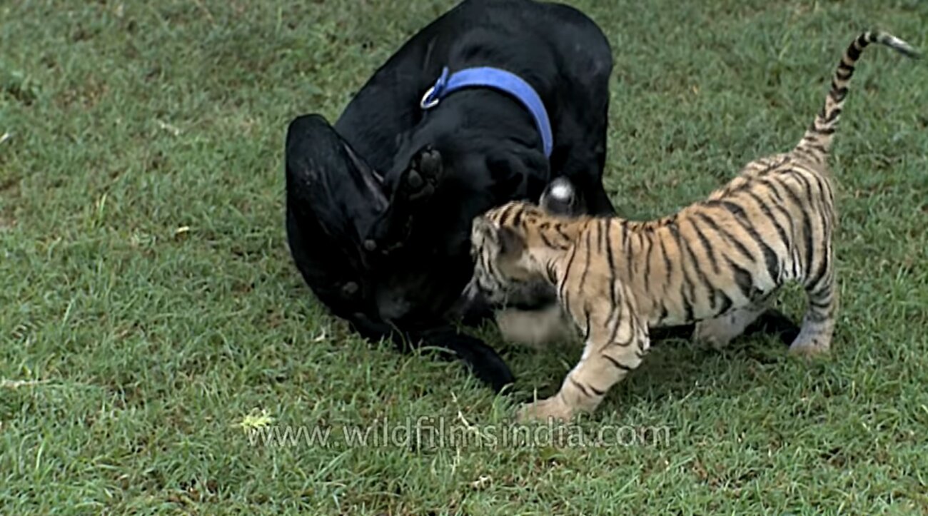 ラブラドールレトリーバー,動画