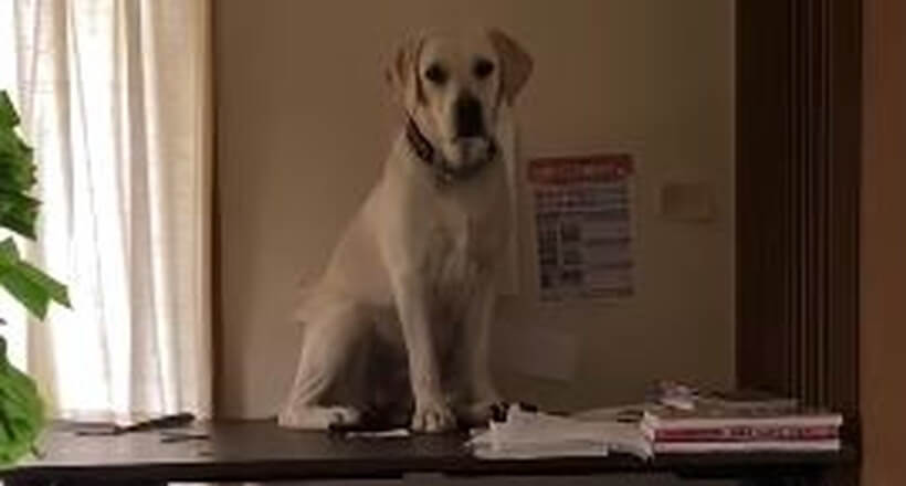 ラブラドールレトリーバー,動画