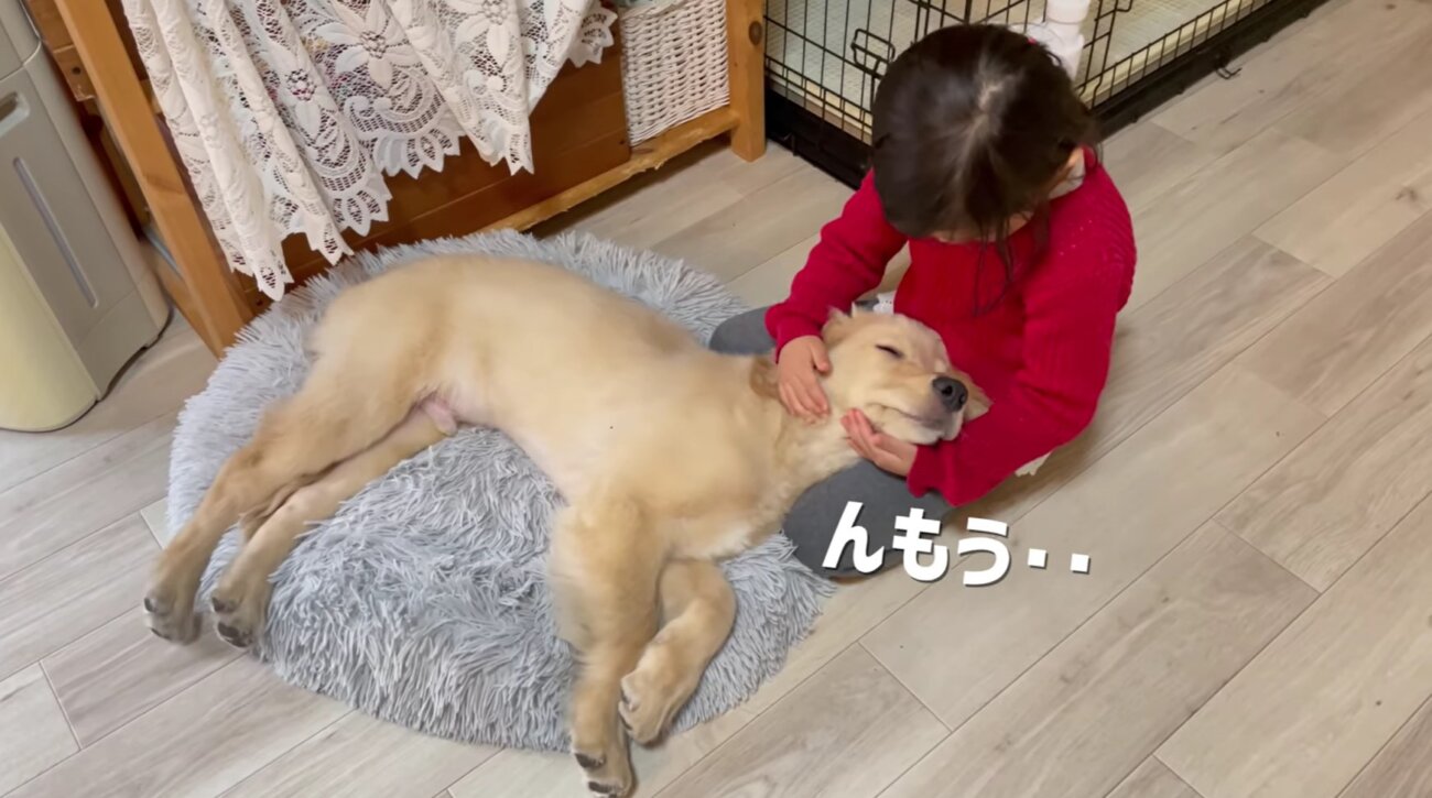 ゴールデンレトリーバー,動画