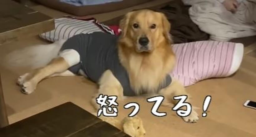 ゴールデンレトリーバー,動画