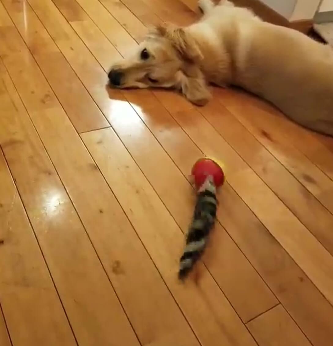 ゴールデンレトリーバー,動画