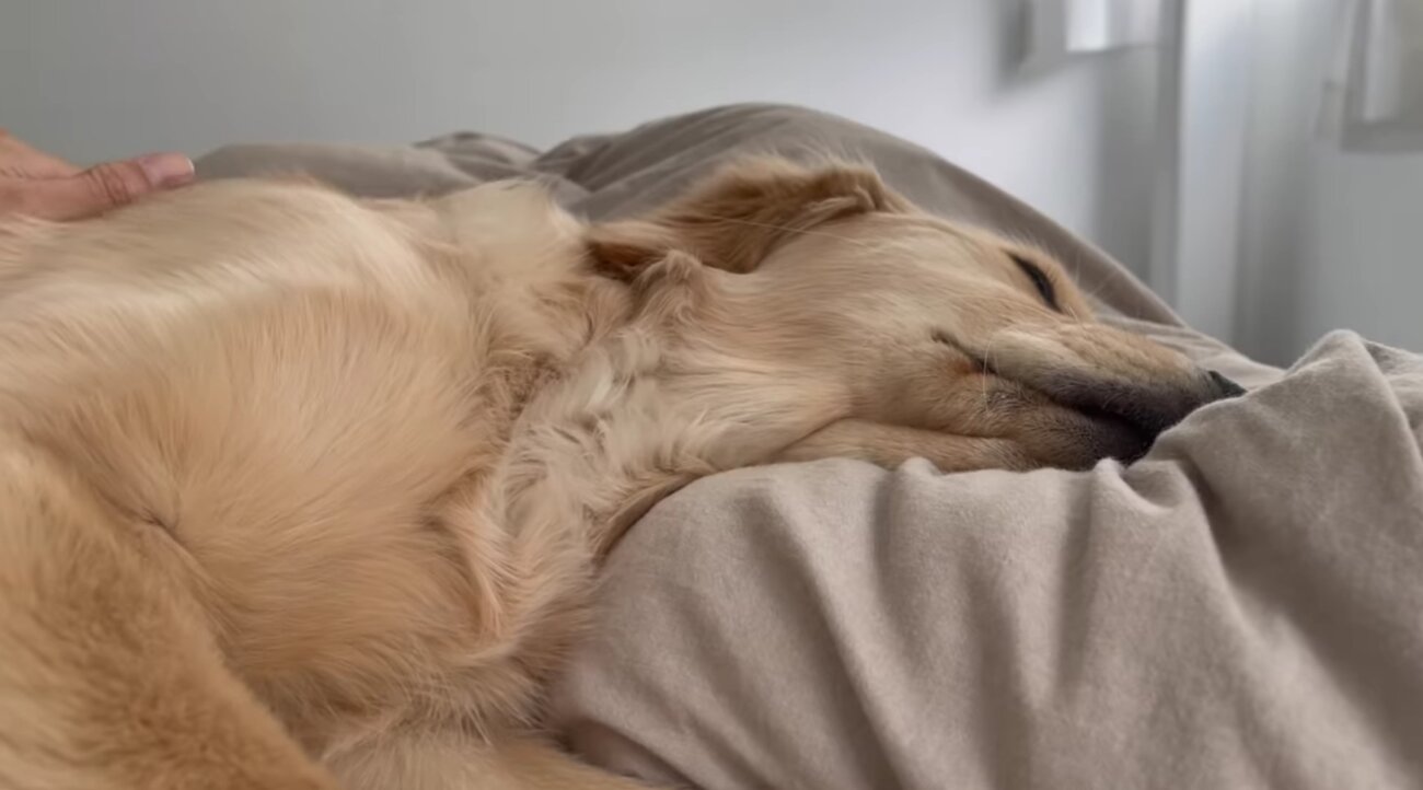 ゴールデンレトリーバー,動画