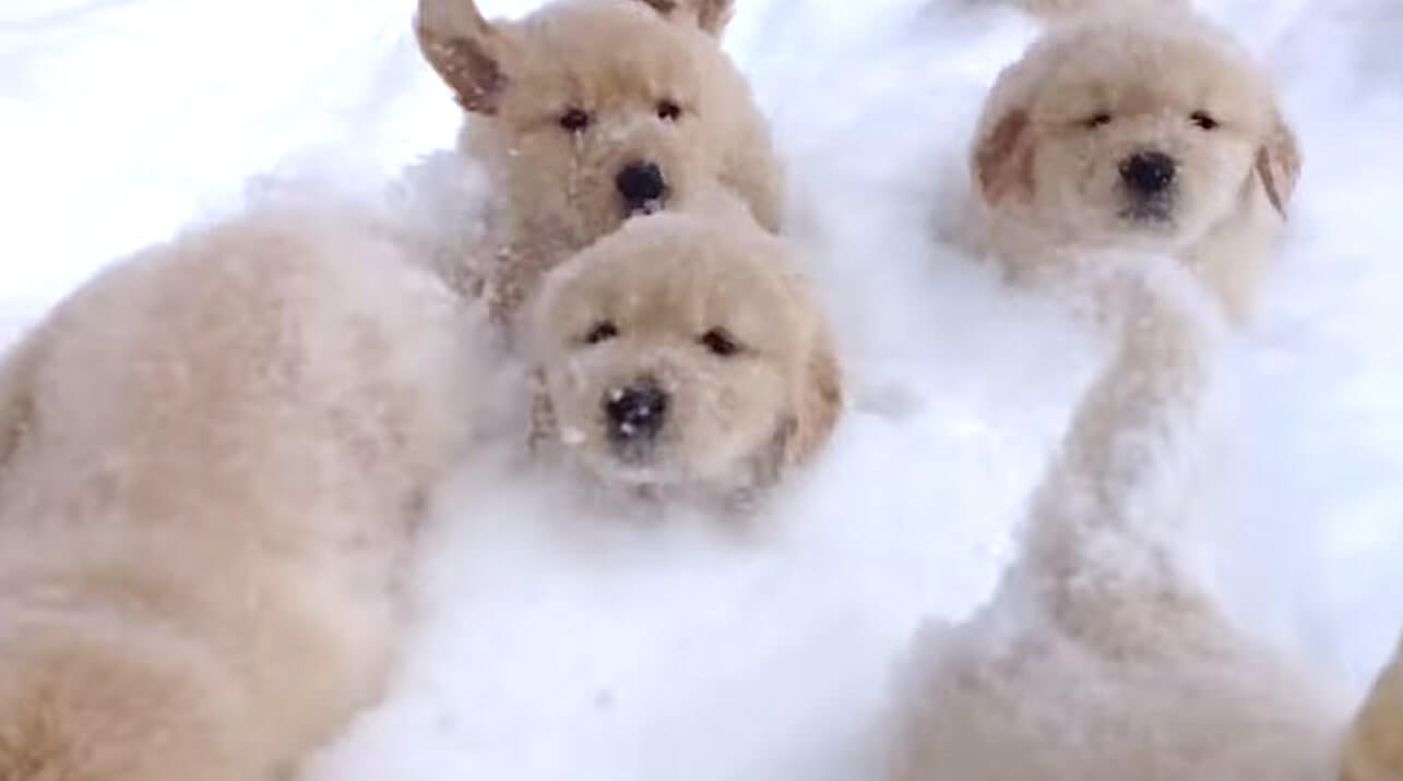 ゴールデンレトリーバー,動画