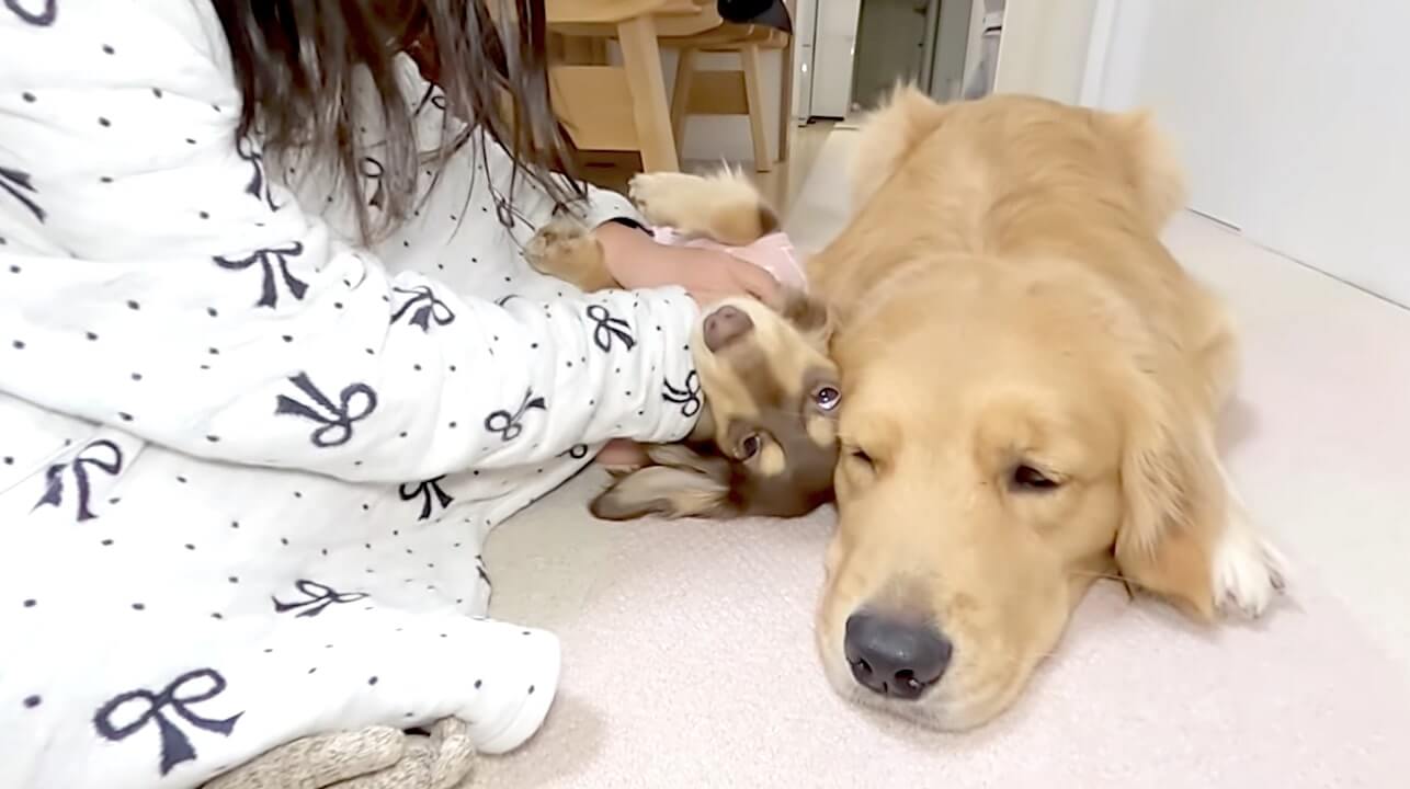 ゴールデンレトリーバー,動画