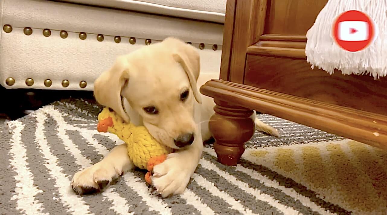 ラブラドールレトリーバー,動画