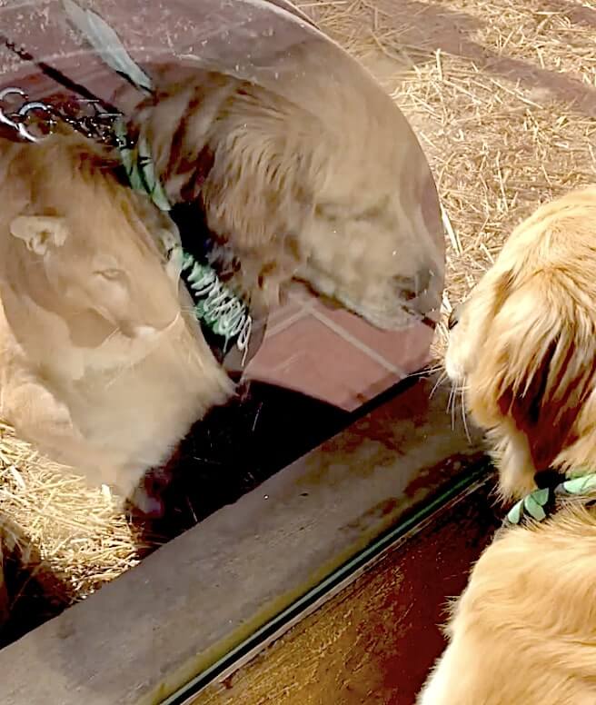 ゴールデンレトリーバー,動画