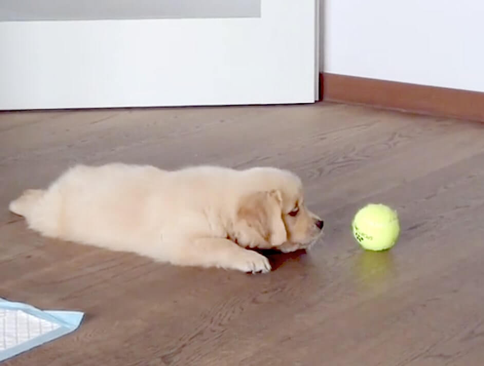 ゴールデンレトリーバー,動画