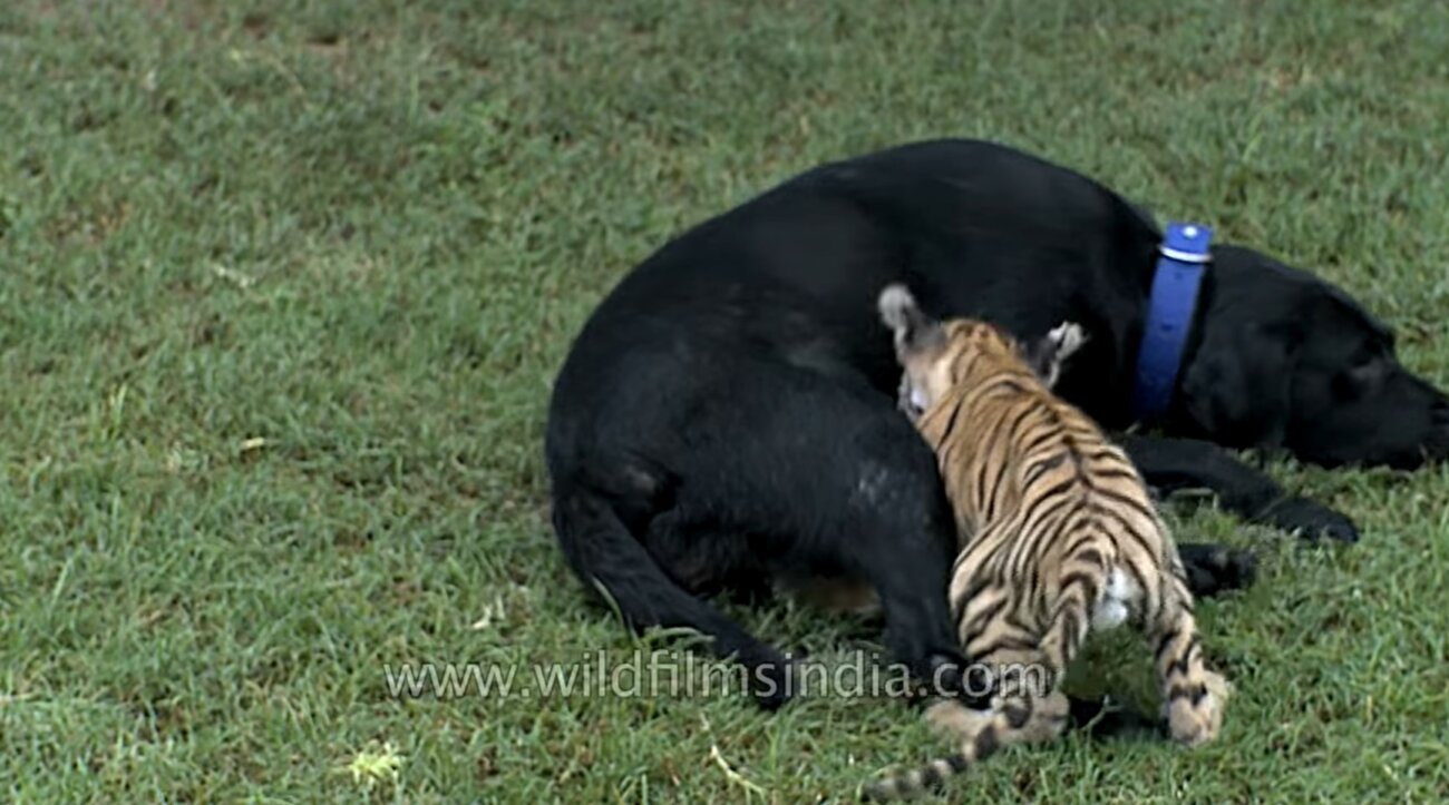 ラブラドールレトリーバー,動画