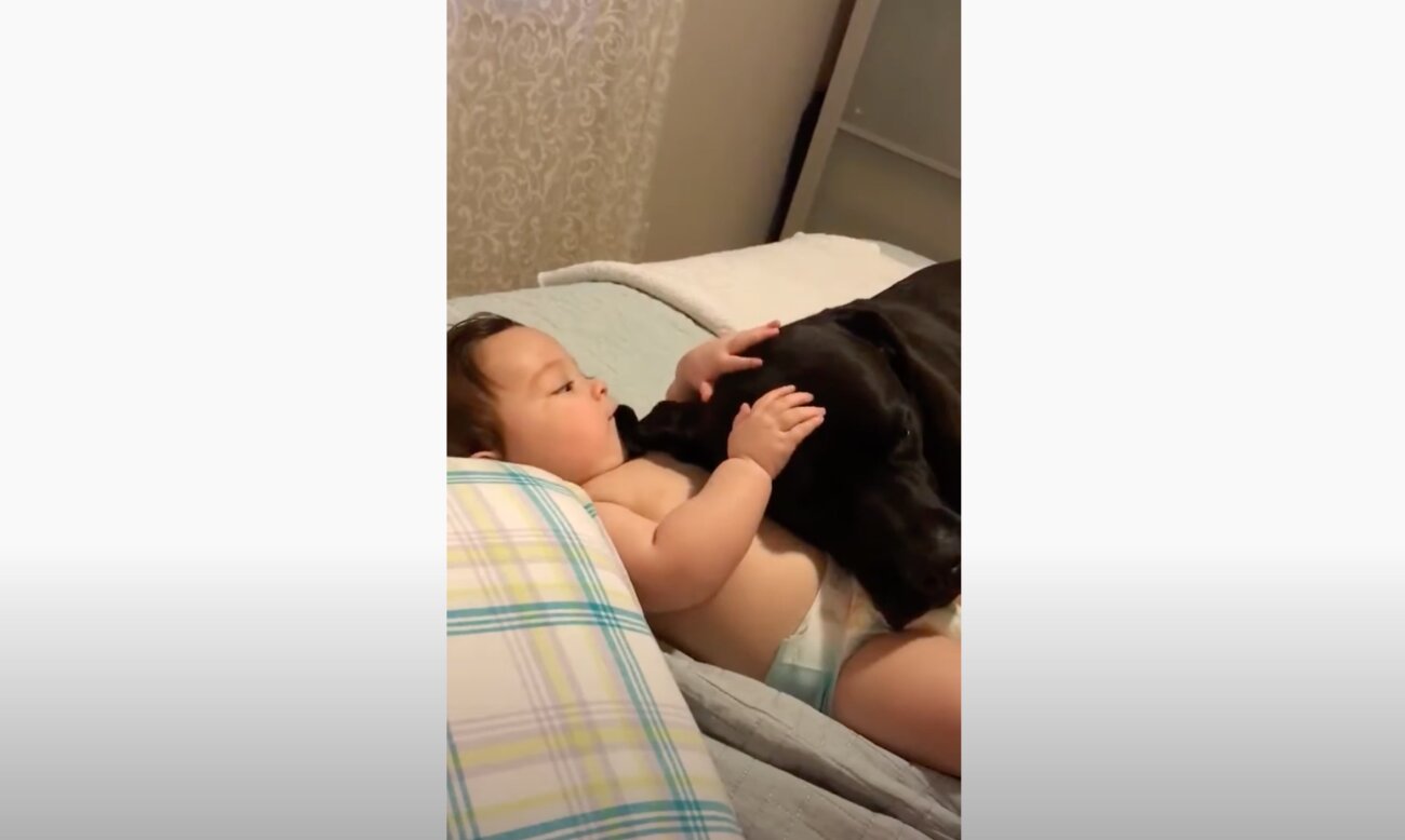 ラブラドールレトリーバー,動画