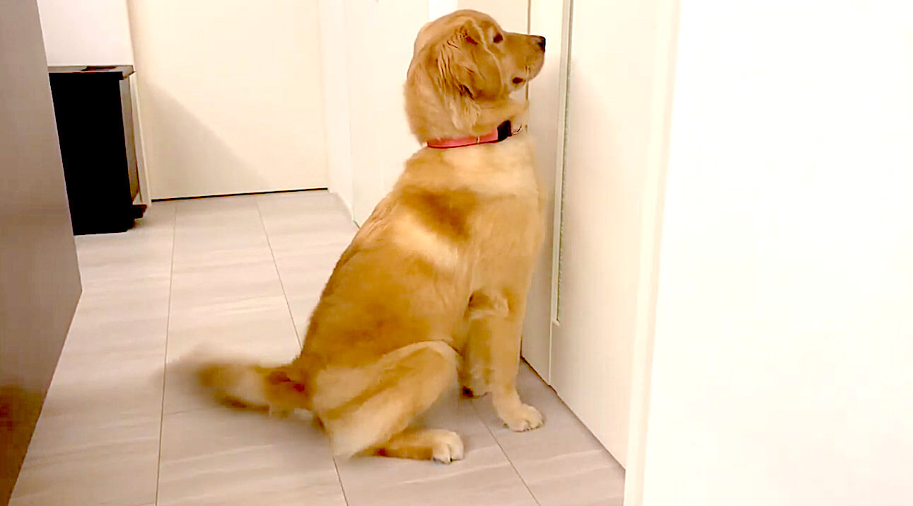 ゴールデンレトリーバー,動画