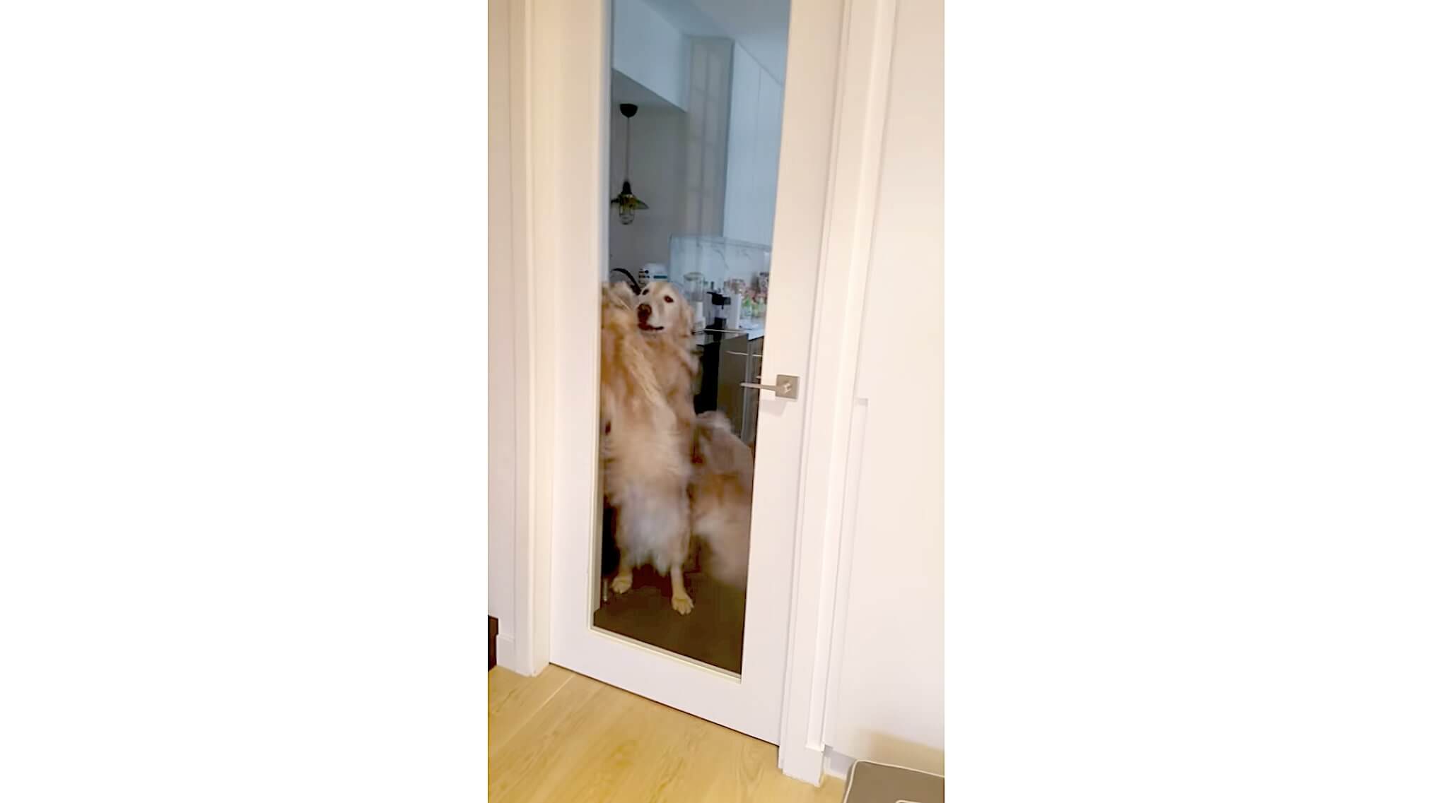 ゴールデンレトリーバー,動画