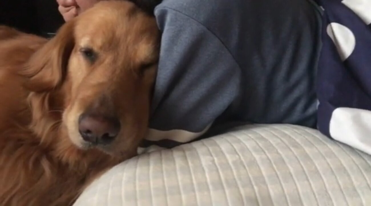 ゴールデンレトリーバー,動画