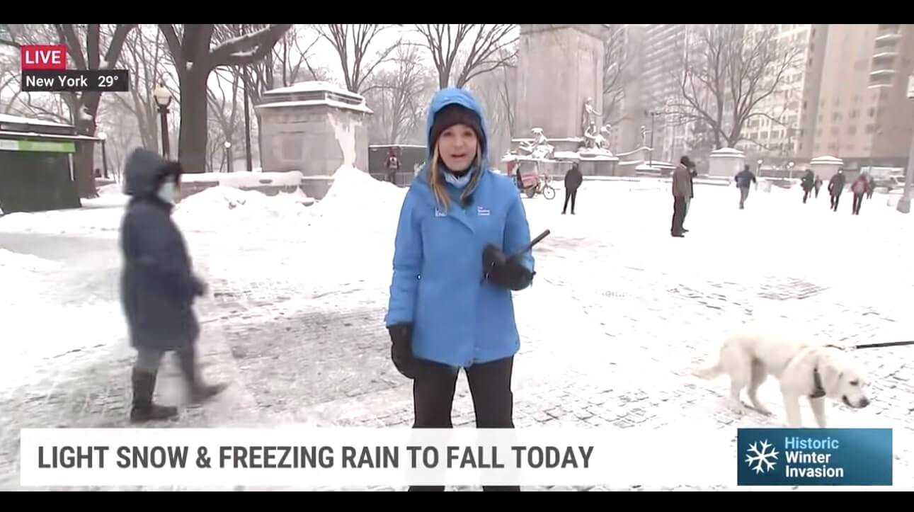 ラブラドールレトリーバー,動画