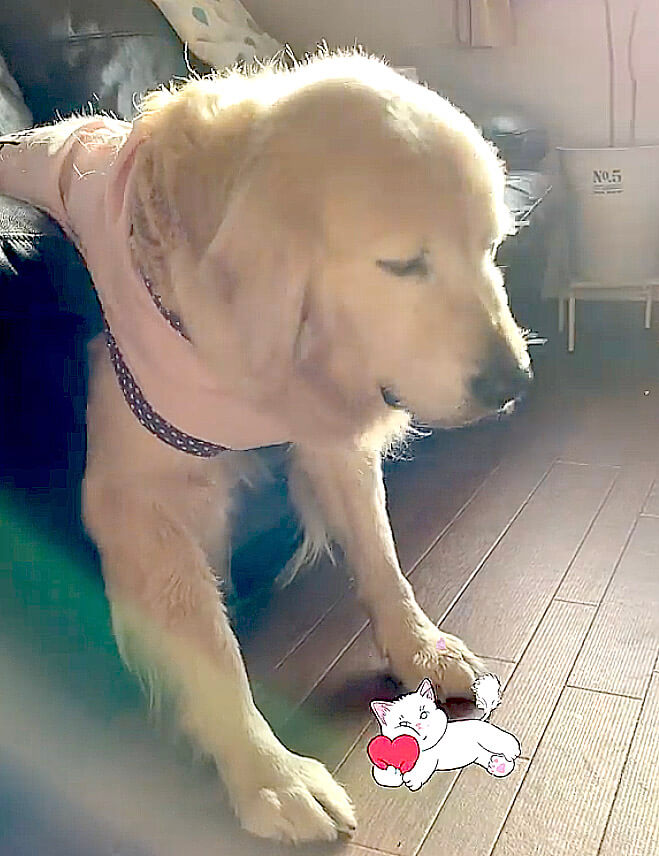 ゴールデンレトリーバー,動画