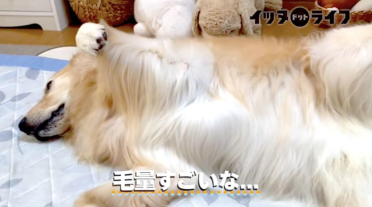 ゴールデン,動画,イッヌドットライフ