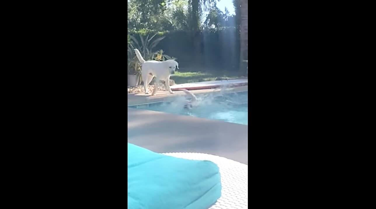 ラブラドールレトリーバー,動画