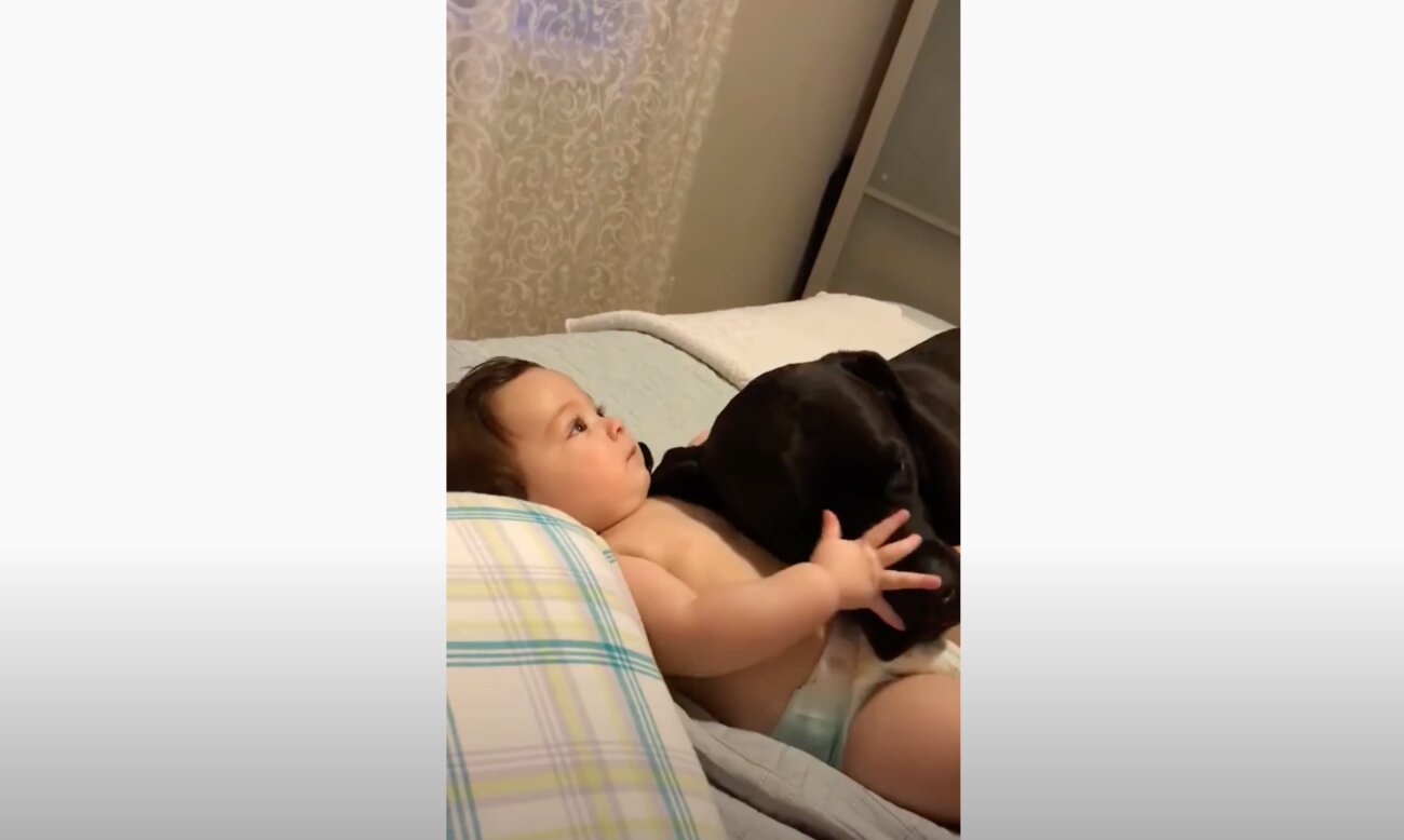 ラブラドールレトリーバー,動画