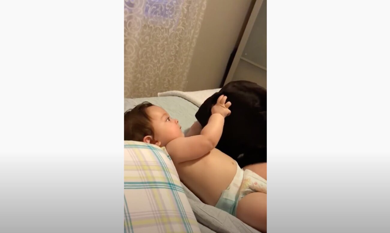 ラブラドールレトリーバー,動画