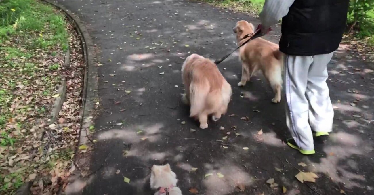 ゴールデンレトリーバー,動画