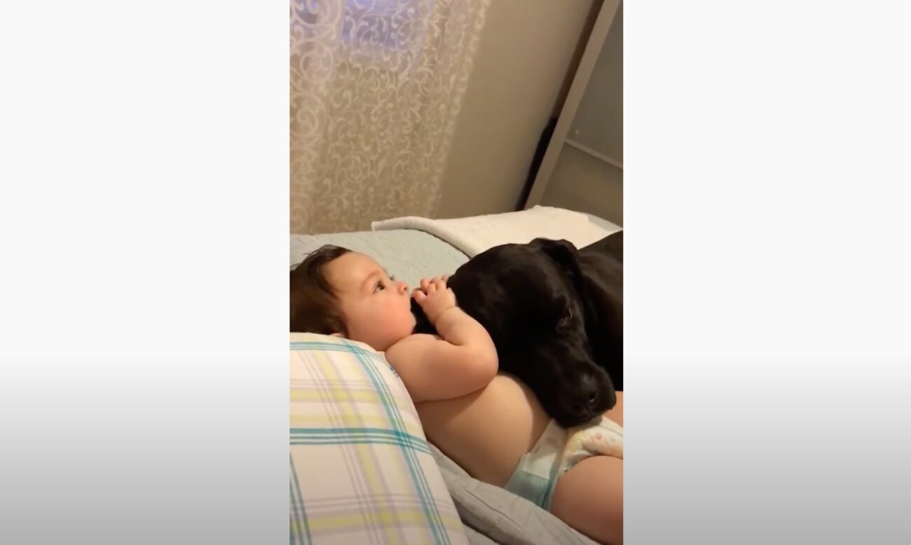 ラブラドールレトリーバー,動画