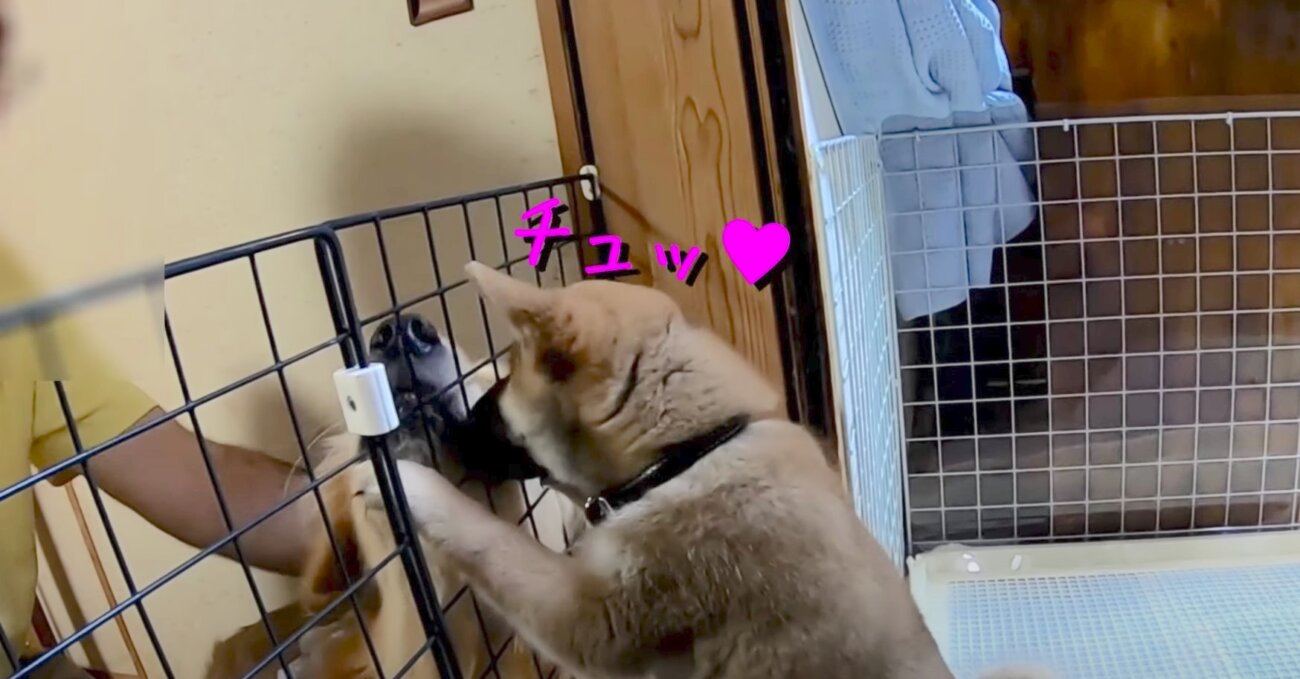 ゴールデンレトリーバー,動画