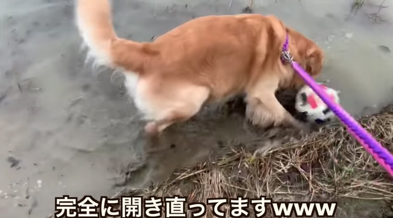 ゴールデンレトリーバー,動画