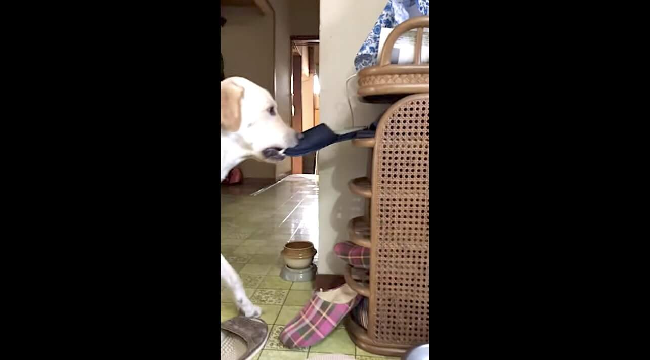 ラブラドールレトリーバー,動画