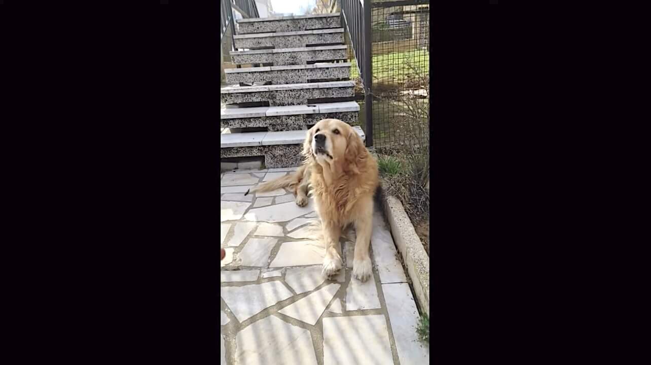 ゴールデンレトリーバー,動画