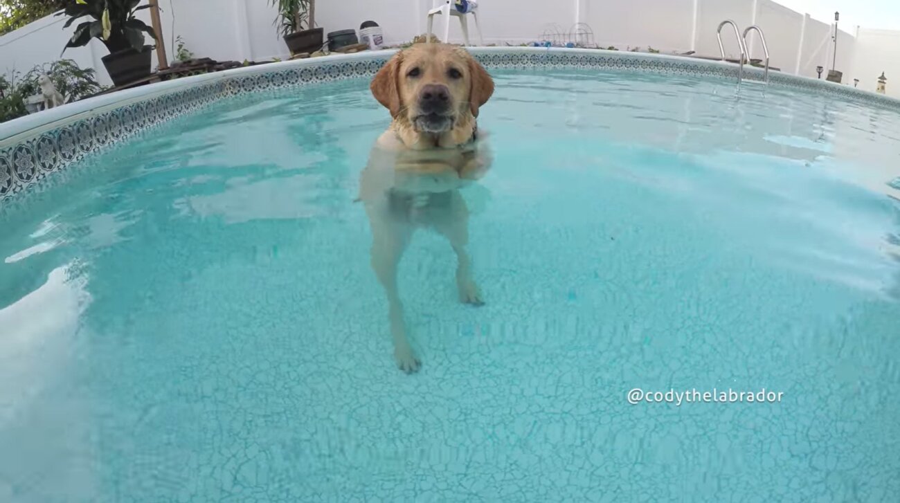 ラブラドールレトリーバー,動画