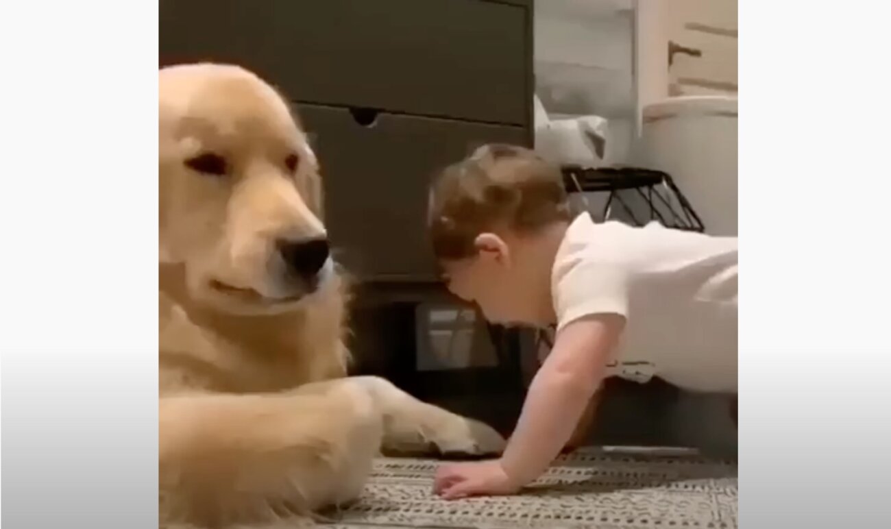 ゴールデンレトリーバー,動画