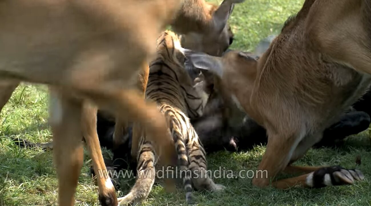 ラブラドールレトリーバー,動画