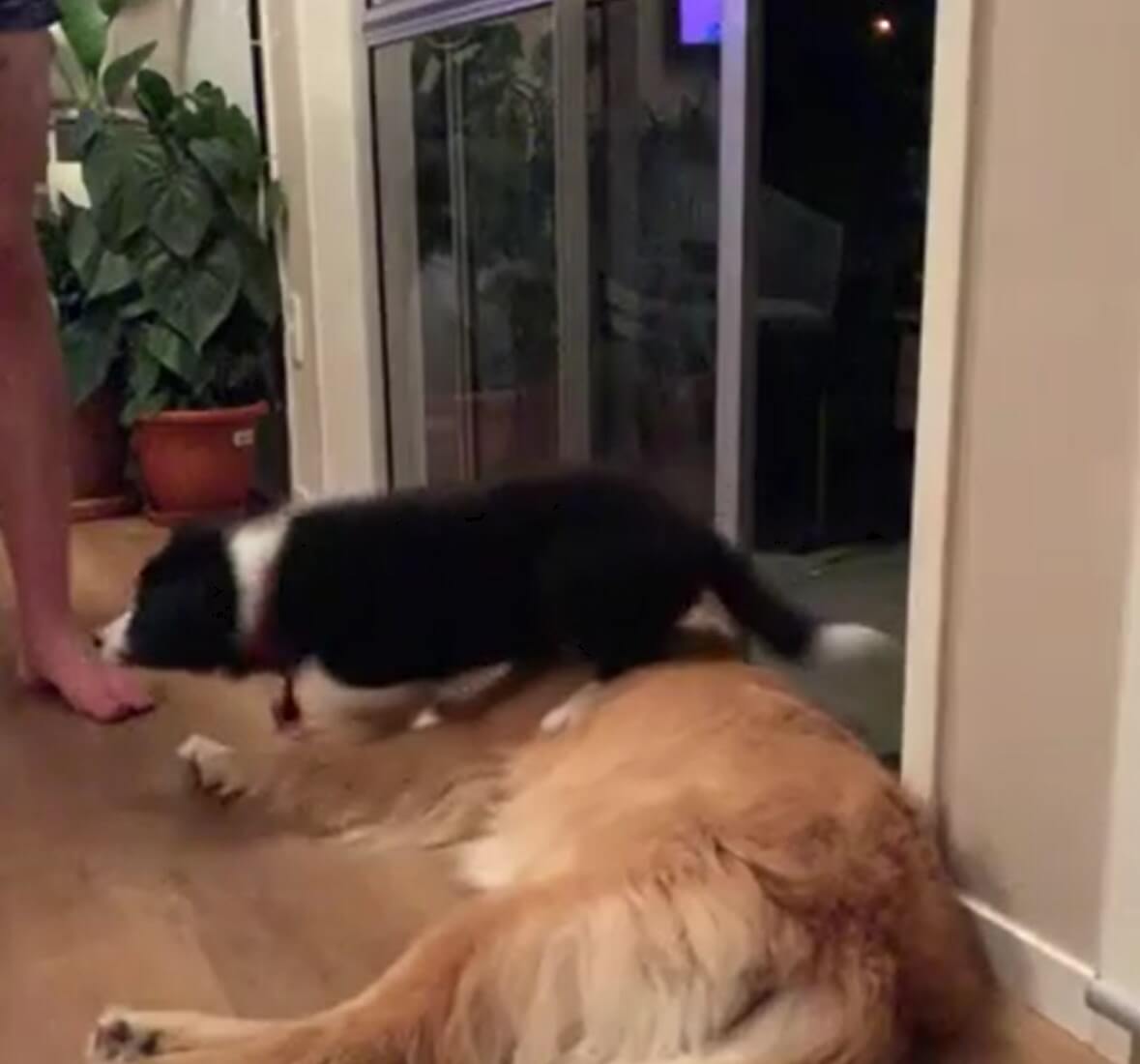 ゴールデンレトリーバー,動画