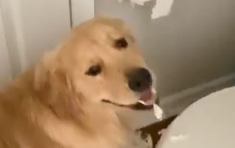 ゴールデンレトリーバー,動画