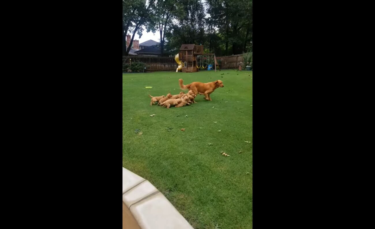 ゴールデンレトリーバー,動画