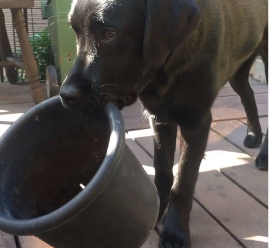 ラブラドールレトリーバー,動画