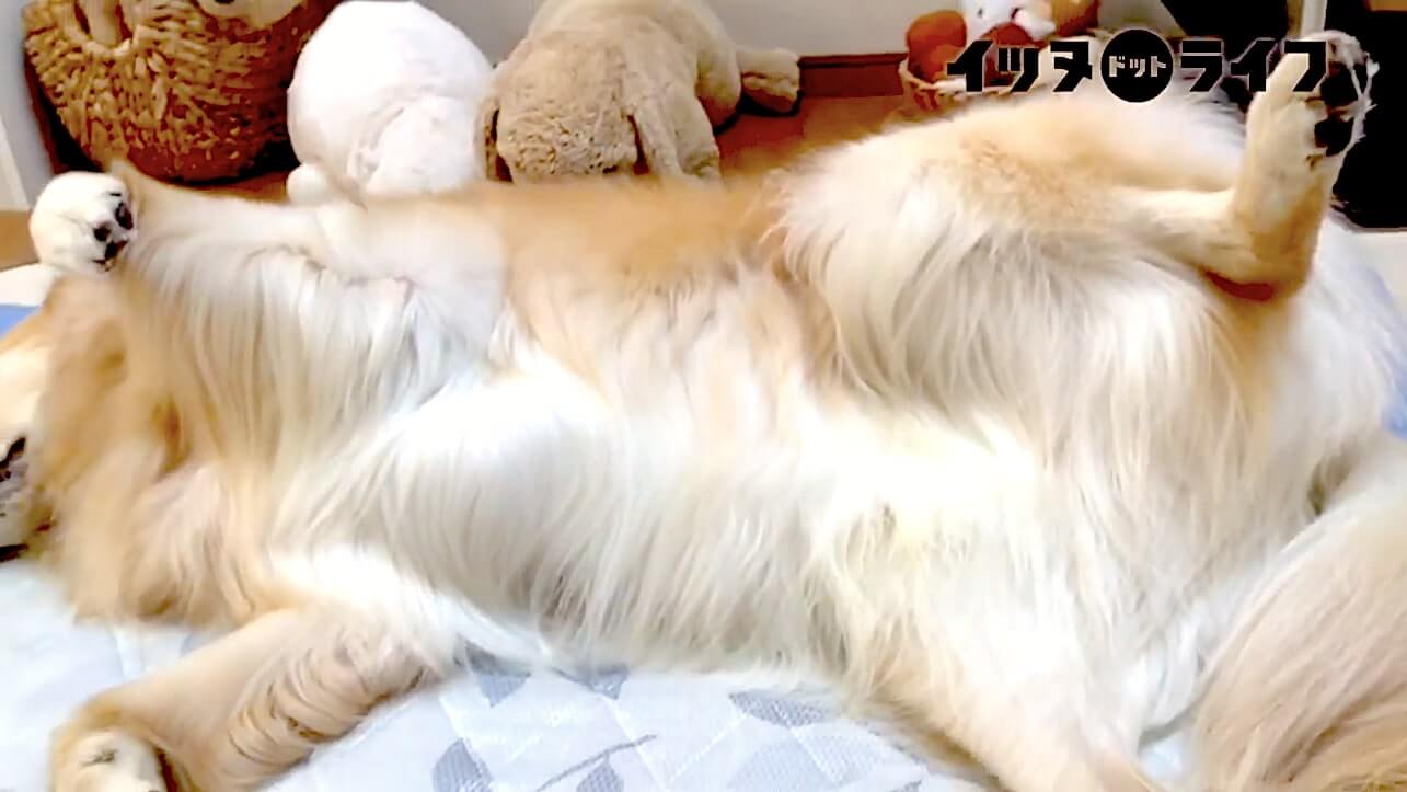 ゴールデン,動画,イッヌドットライフ