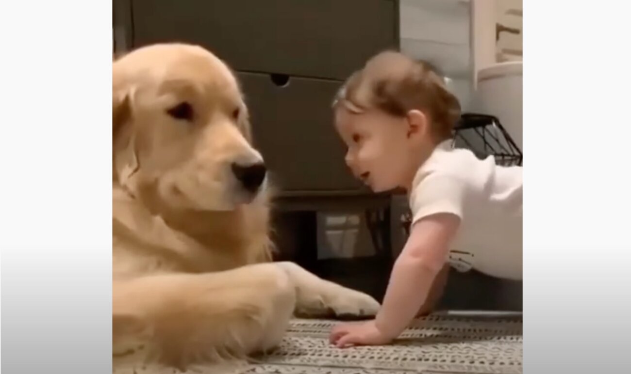 ゴールデンレトリーバー,動画