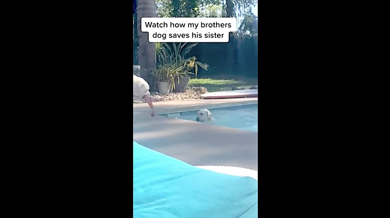 ラブラドールレトリーバー,動画