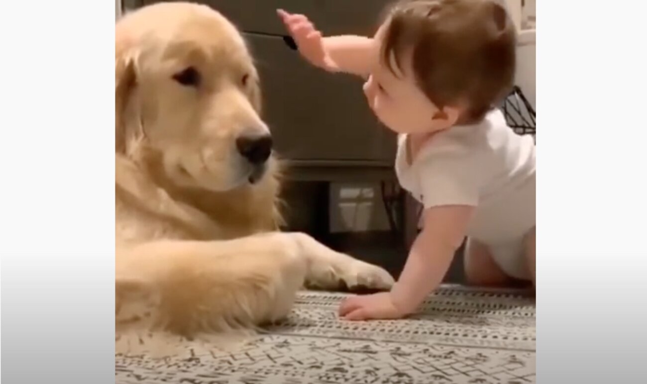 ゴールデンレトリーバー,動画