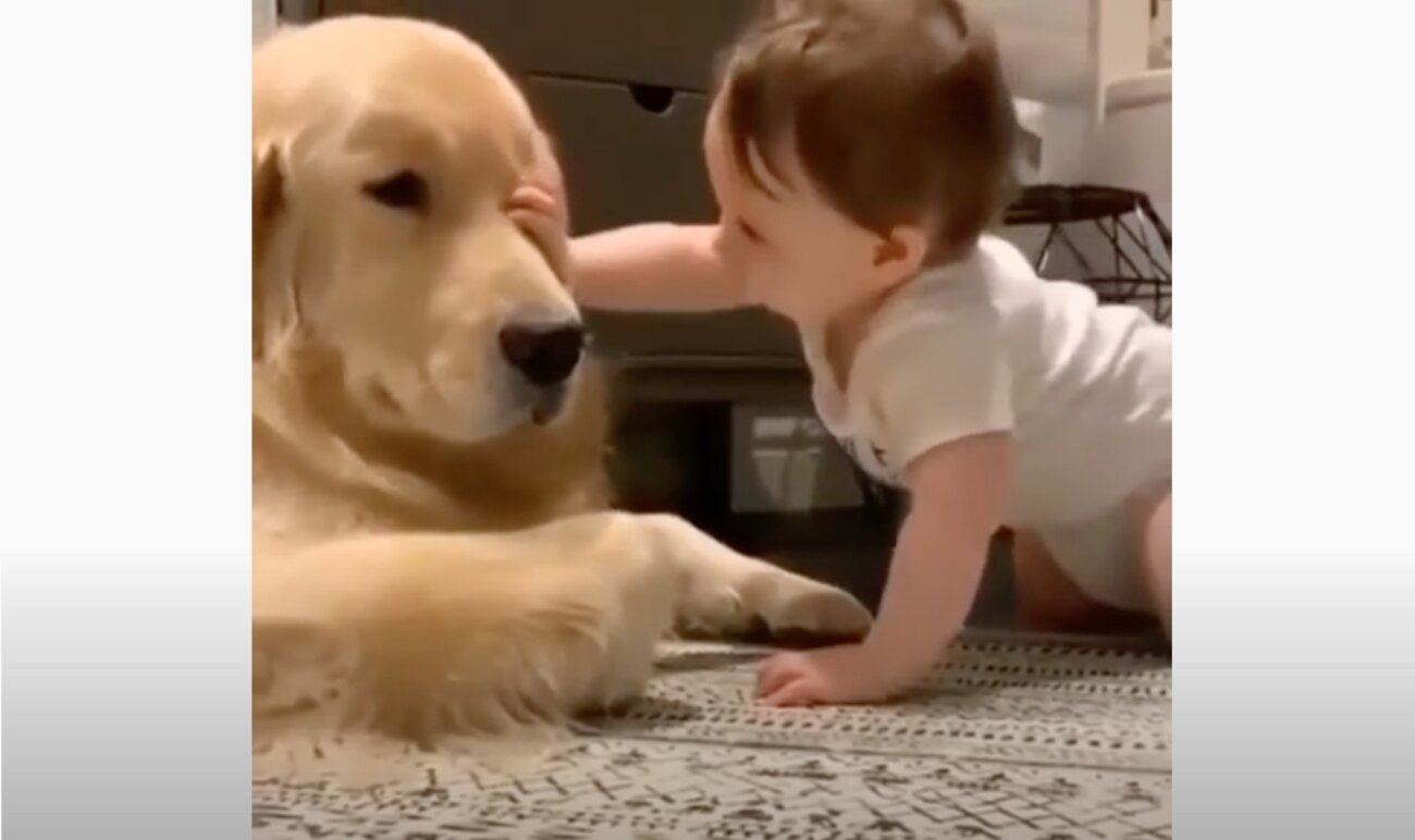 ゴールデンレトリーバー,動画