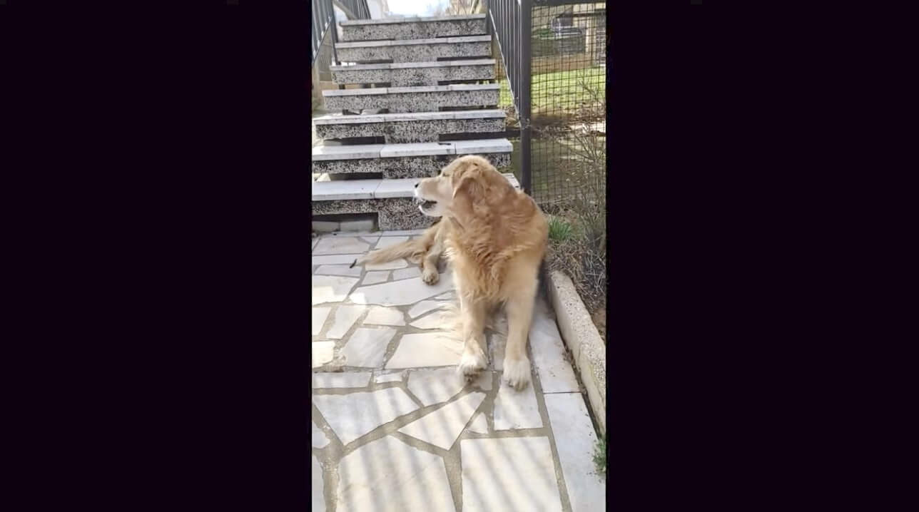 ゴールデンレトリーバー,動画