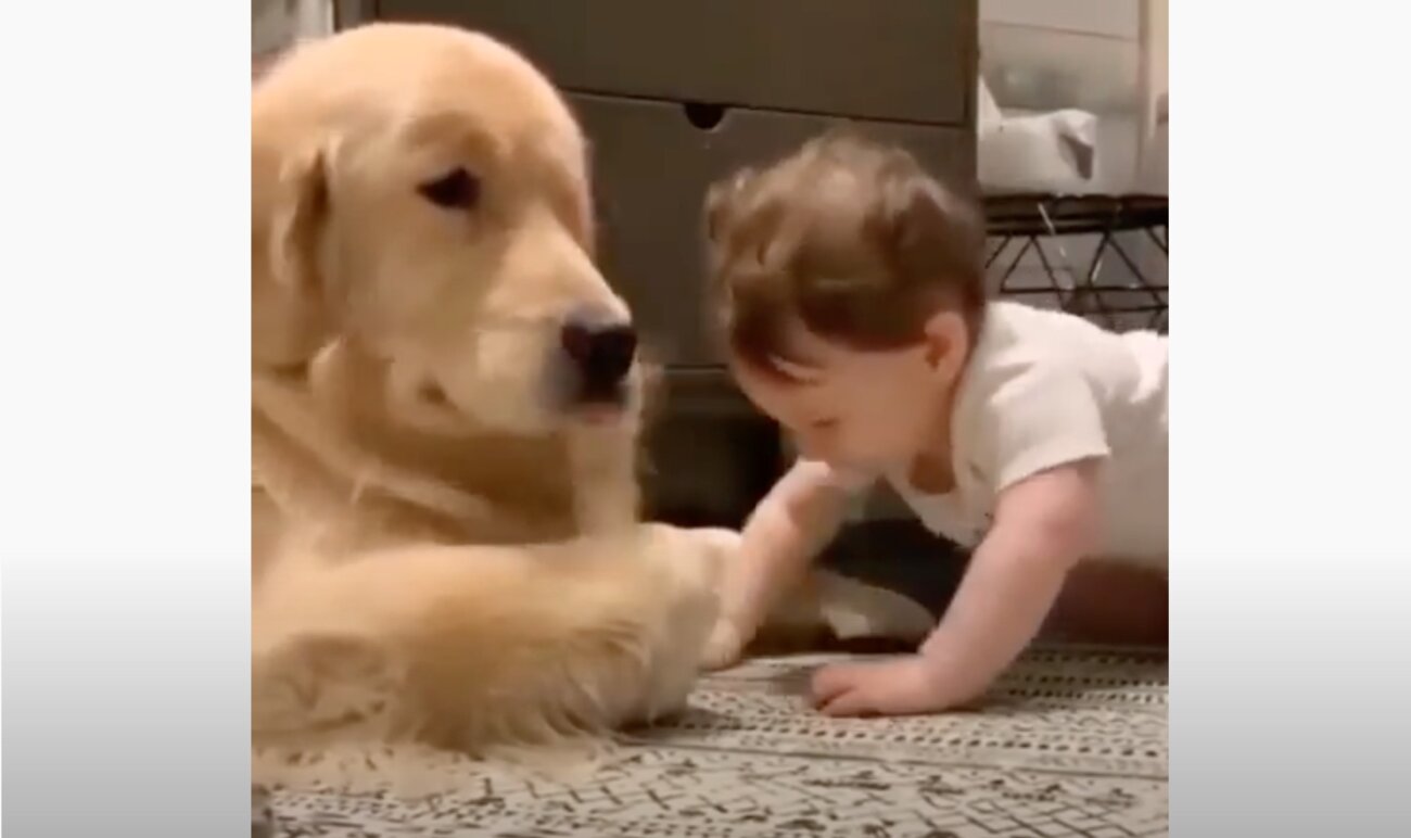 ゴールデンレトリーバー,動画